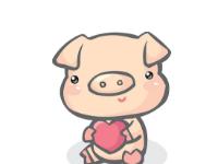 生猪保险在哪里买?