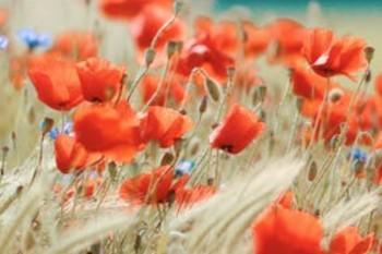 股市是中产阶级杀手，保险是中产阶级保镖！