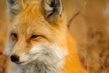 得了慢性病还能不能买商业医保？