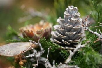 农村大病救助对象和标准的政策是什么