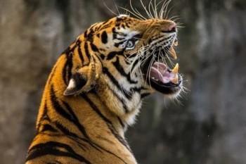 解密“人工核保”和“智能核保”，带病也可以投保？