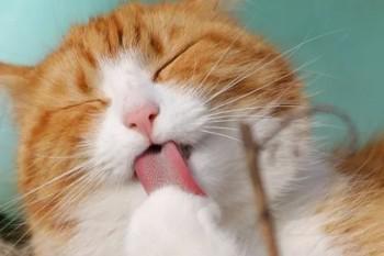 幼儿重大疾病保险的常见问题，你知道吗