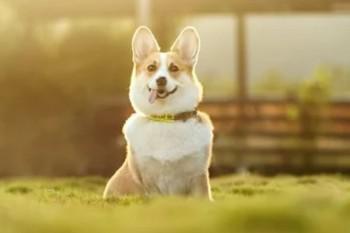 投保少儿大病医疗保险的正确姿势