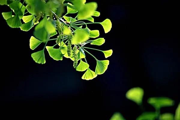 阳光健康随e保的优缺点有哪些？适合什么样的人购买？