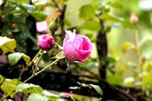 乙肝病毒携带可以买什么重疾险？有哪些推荐购买？