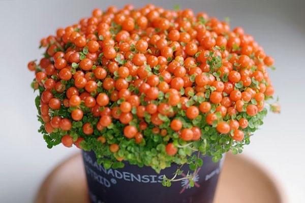 什么是独生子女养老金新政策呢？要满足什么样的条件才能享受这个新政策呢？