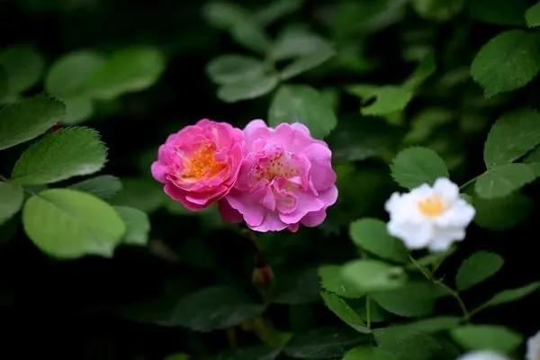 境外医疗险的价格高不高?出境之后应不应该购买医疗险？