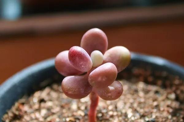 短期意外医疗包括哪些？短期意外险的保障时间是多久？