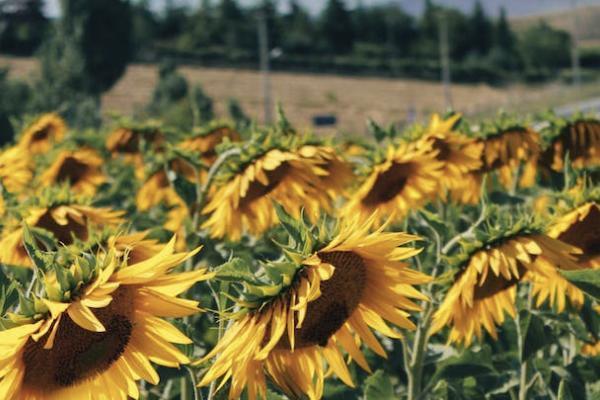 重疾险保障什么？买重疾险哪个公司的好？