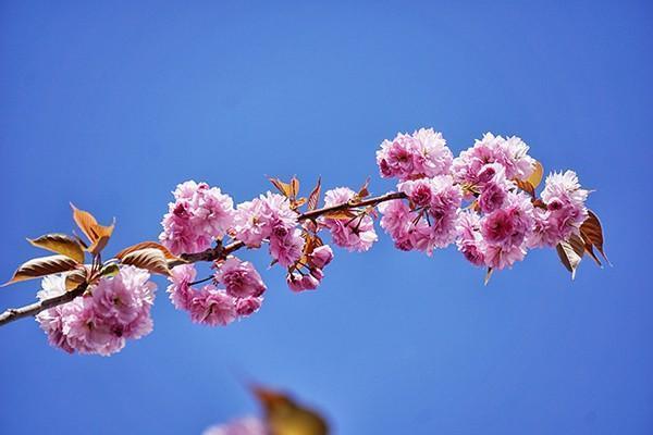 重疾险保费多少重要吗？可以买便宜的吗？