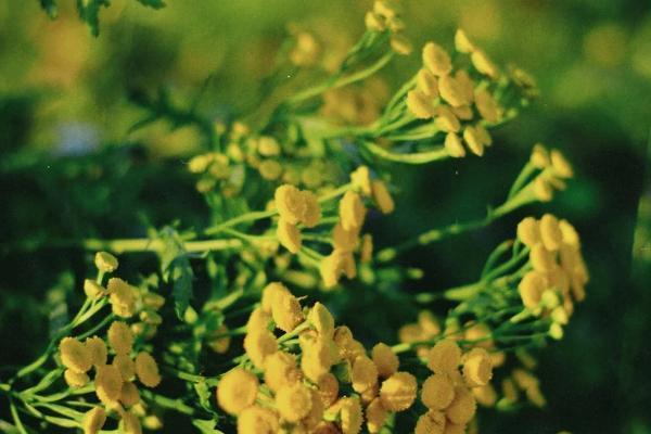 儿童重疾险限额是多少？如何选择？