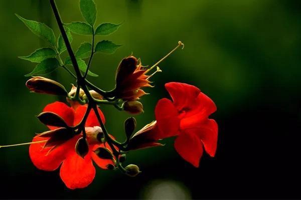 太平人寿意外险种类，太平人寿意外险怎么样？