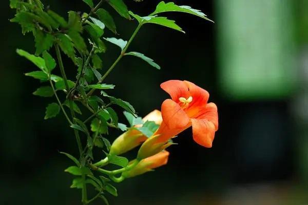 少儿重疾险产品分类详解 给孩子一份健康成长的礼物