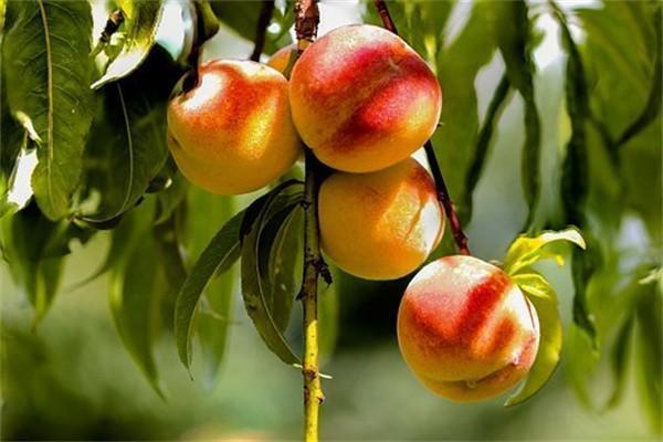 儿童商业医疗保险怎么买？儿童商业医疗保险与医保的区别有哪些？