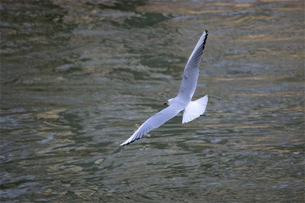 理财保险怎样退保才能减少损失钱？退保怎么退？