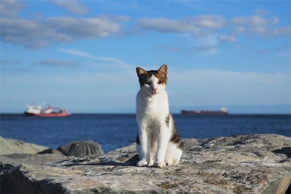 个人养老金收益怎么样？个人养老金是商业保险吗？