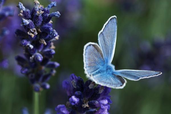 工伤保险意外死亡赔偿标准是什么，流程是什么