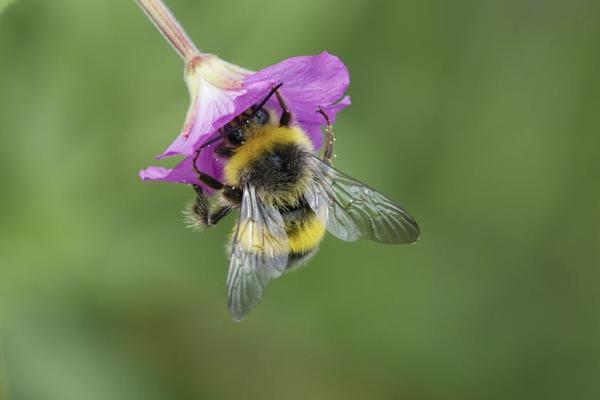 2014版金佑人生终身寿险值得购买吗，靠谱吗