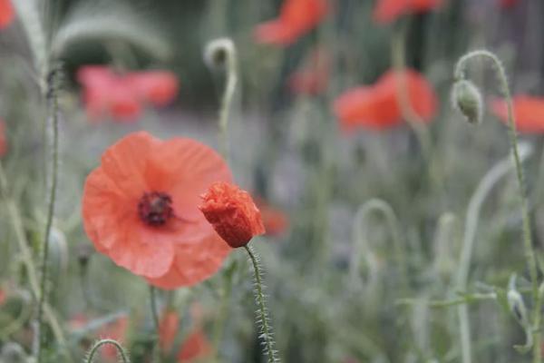 公司给个人交商业保险有什么作用，费用谁承担