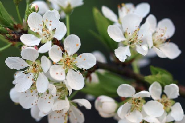 平安金管家上面退保查询不到为什么，后怎么查询