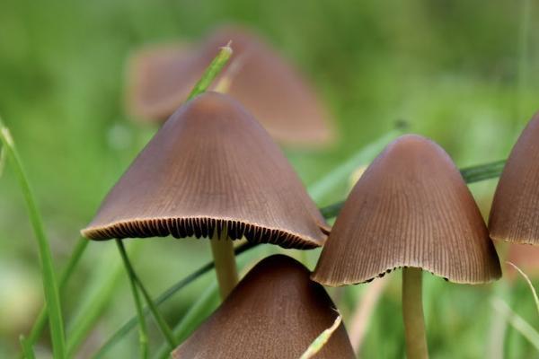 女人买香港保险要多少钱，有什么用