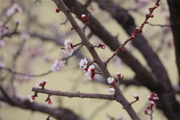 太平洋保险意外险如何续保，续保要多少钱