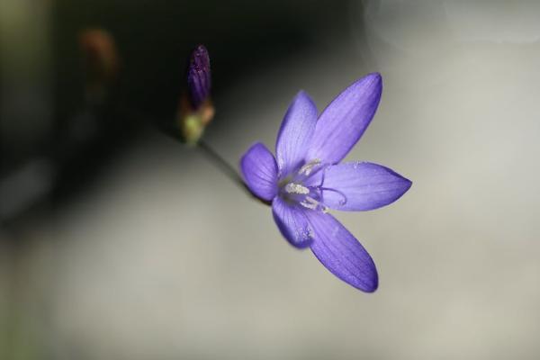 人身意外险赔偿金额是多少，赔偿金额是多少