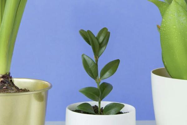 交通事故险与意外险有什么区别，哪个好