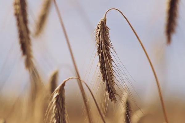 聋哑人能买意外险吗，含投保策略！