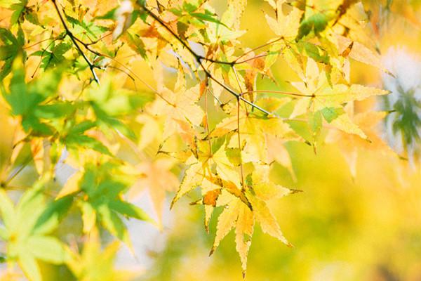 个人意外伤害险保额选多少合适？购买时要注意什么？