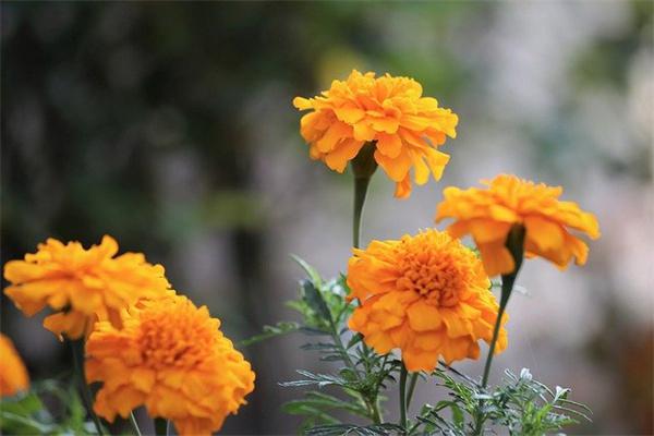 个股期权保险策略是什么？