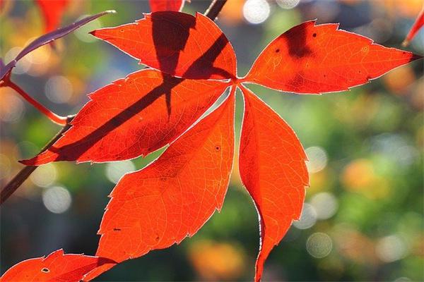 全民医保和社保的区别有哪些？哪种更合算？