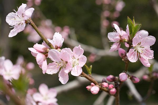 平安保险管理模式和管理制度的介绍