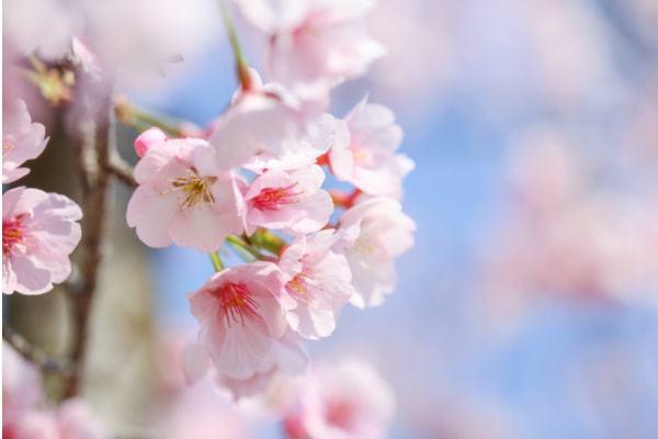 gamlss模型如何给车险定价？