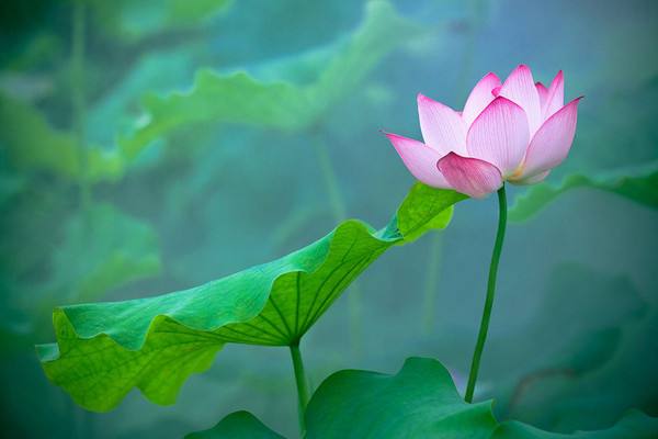 交通事故理赔注意什么，交通事故诉讼后被告不赔怎么办？