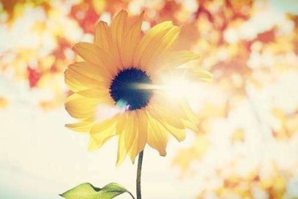 意外爆炸哪些保险能够赔付损失？