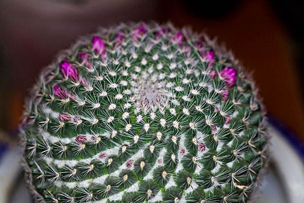 小儿统筹医疗的适用对象及办证办法是什么？