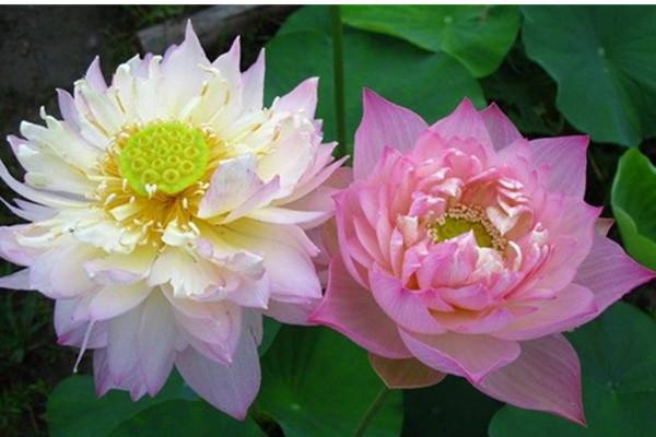 杭州少儿医保查询为例带你了解少儿医保查询查询方法