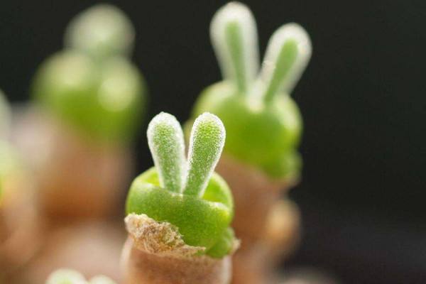 超级玛丽！身故保障要不要加？健康告知严不严？