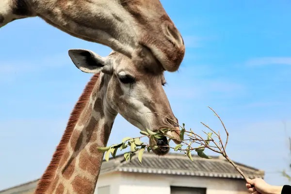 2019年医保范围外的医疗费用报不报？