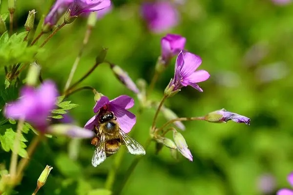 2019年几种保险组合方式，完爆平安福国寿福