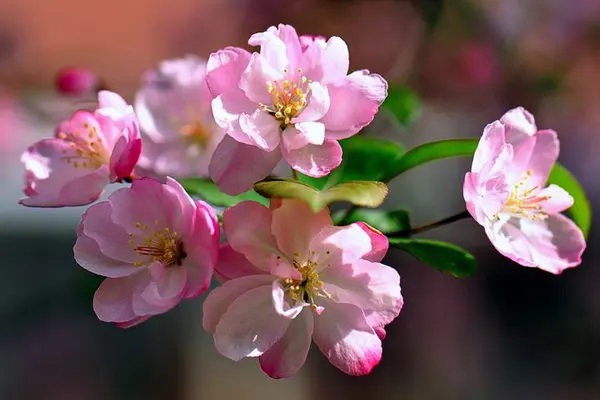 华夏福多倍版与平安福2018评析
