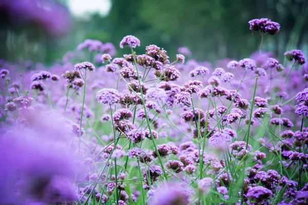 返还型与消费型保险的对比，他们有这些不同