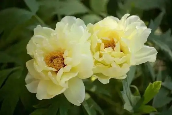 凑热闹吗？来看看保险合同纠纷案件合集