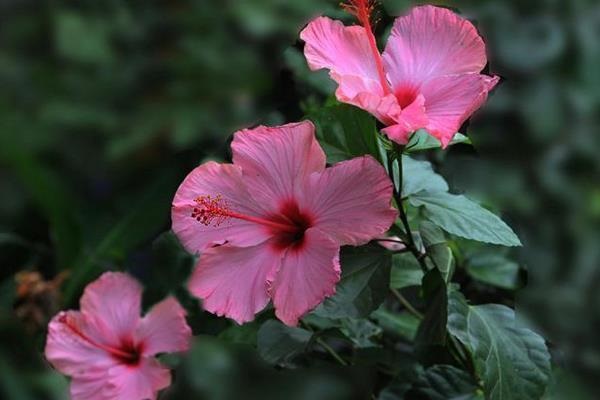 微信支付宝推得重疾险真的划算吗？