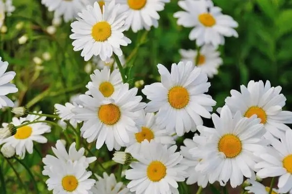 夫妻离婚后保险该如何分割？