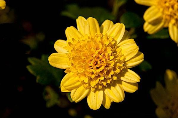 适合家庭顶梁柱的保险三大件都有哪些？