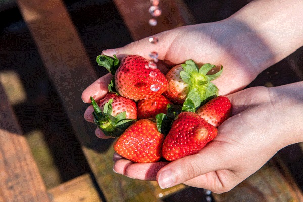 买奥迪车后患白血病去世保险应该怎么赔？