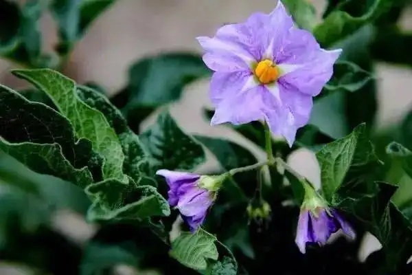 5-10万家庭该如何配置保险