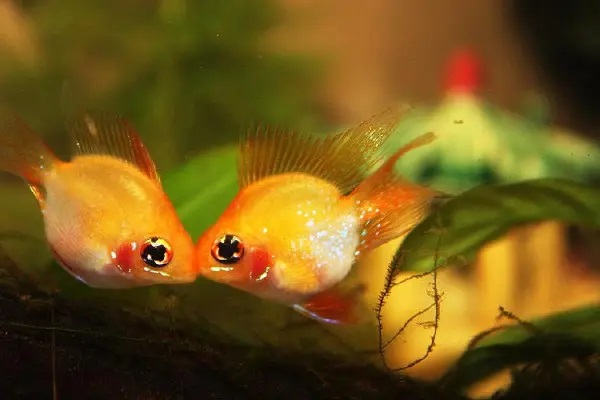 银保监整治保险中介渠道业务，你知道吗？